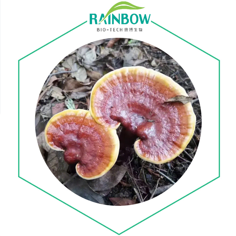 Estratto di funghi Reishi02