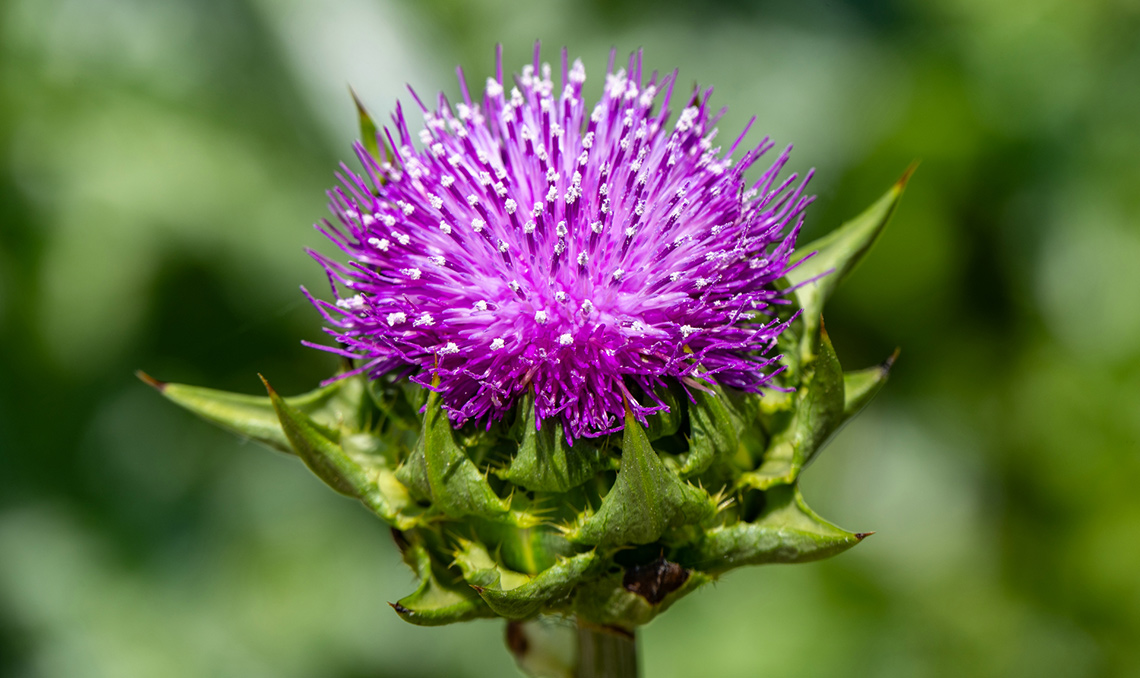 How-to-use-milk-thistle-1