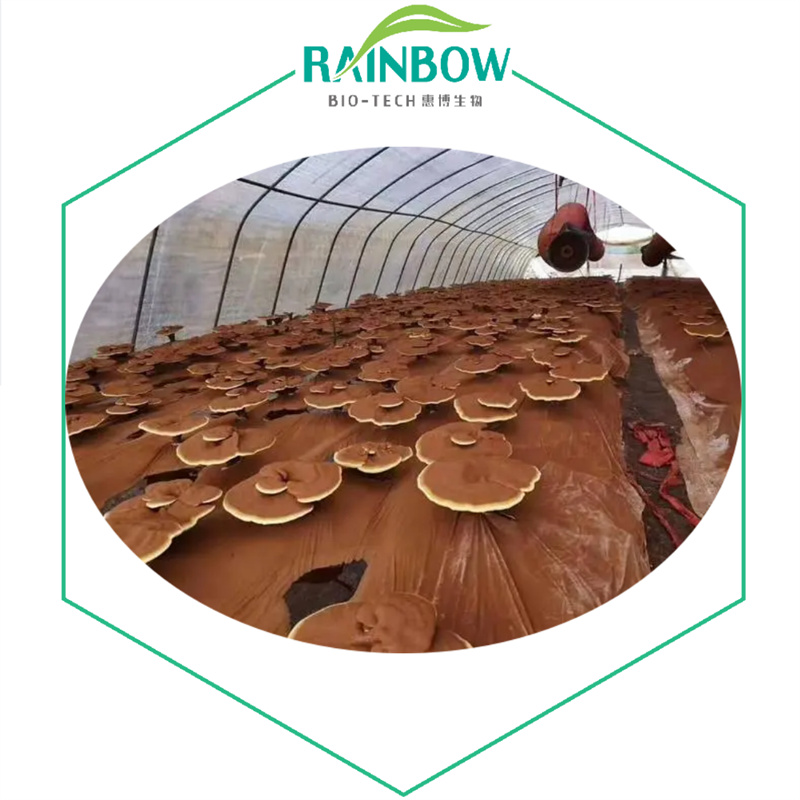 Reishi Mushroom Spore Powder01
